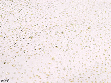 画像をギャラリービューアに読み込む, CS1288 Fog Glitter